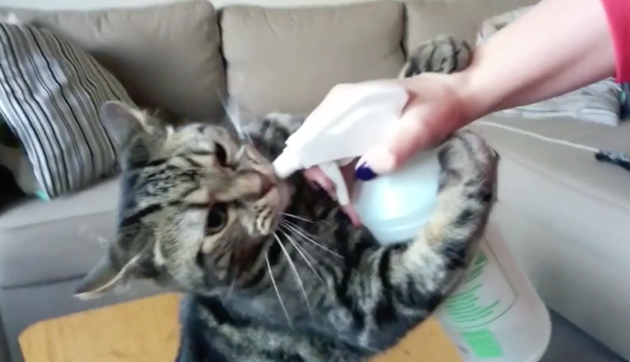 Cat LOVES Spray Bottle The Hollywood Gossip