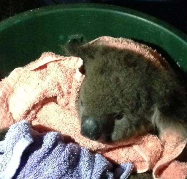 rescue-works-give-mouth-to-mouth-resuscitation-to-koala.jpg